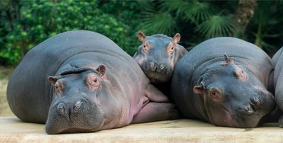 베를린 동물원 (Zoologischer Garten Berlin)